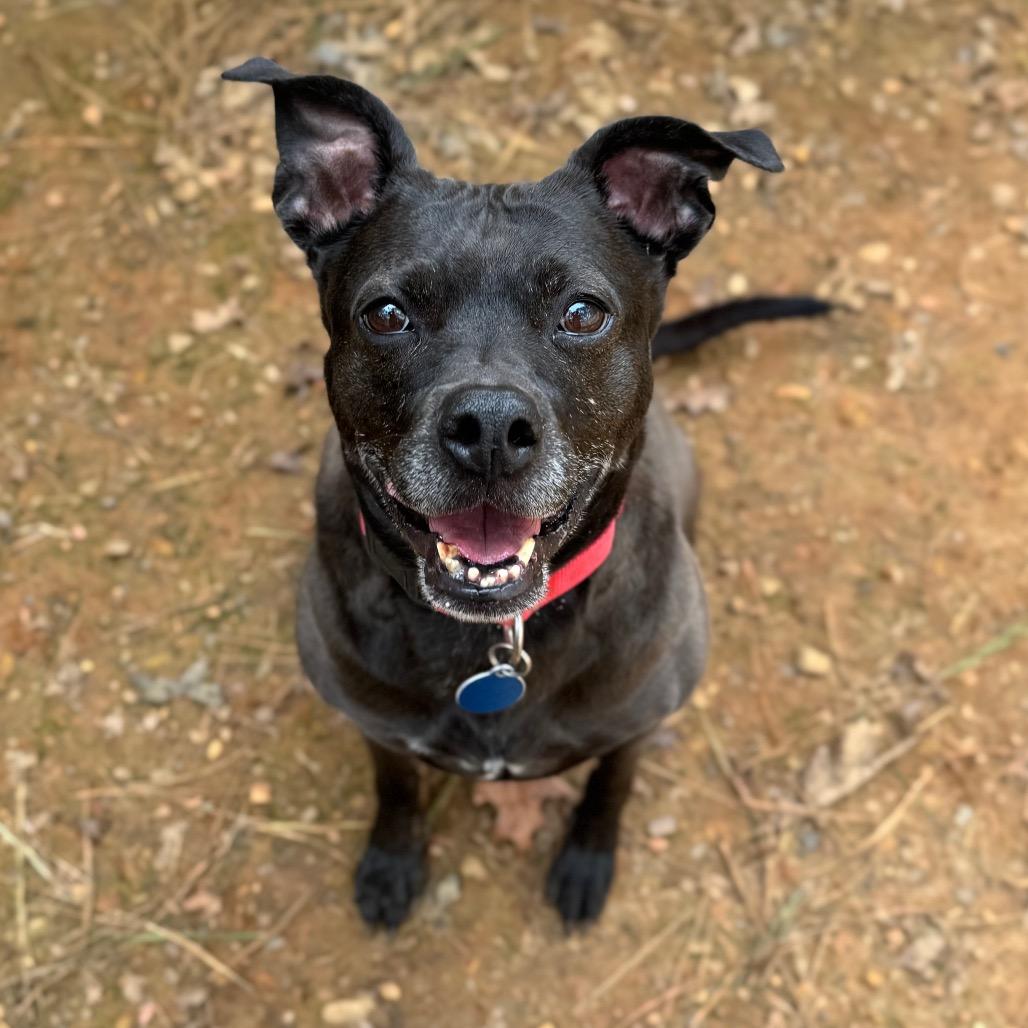 Sonya Blade, Adoptable, Adult Female Mixed Breed.