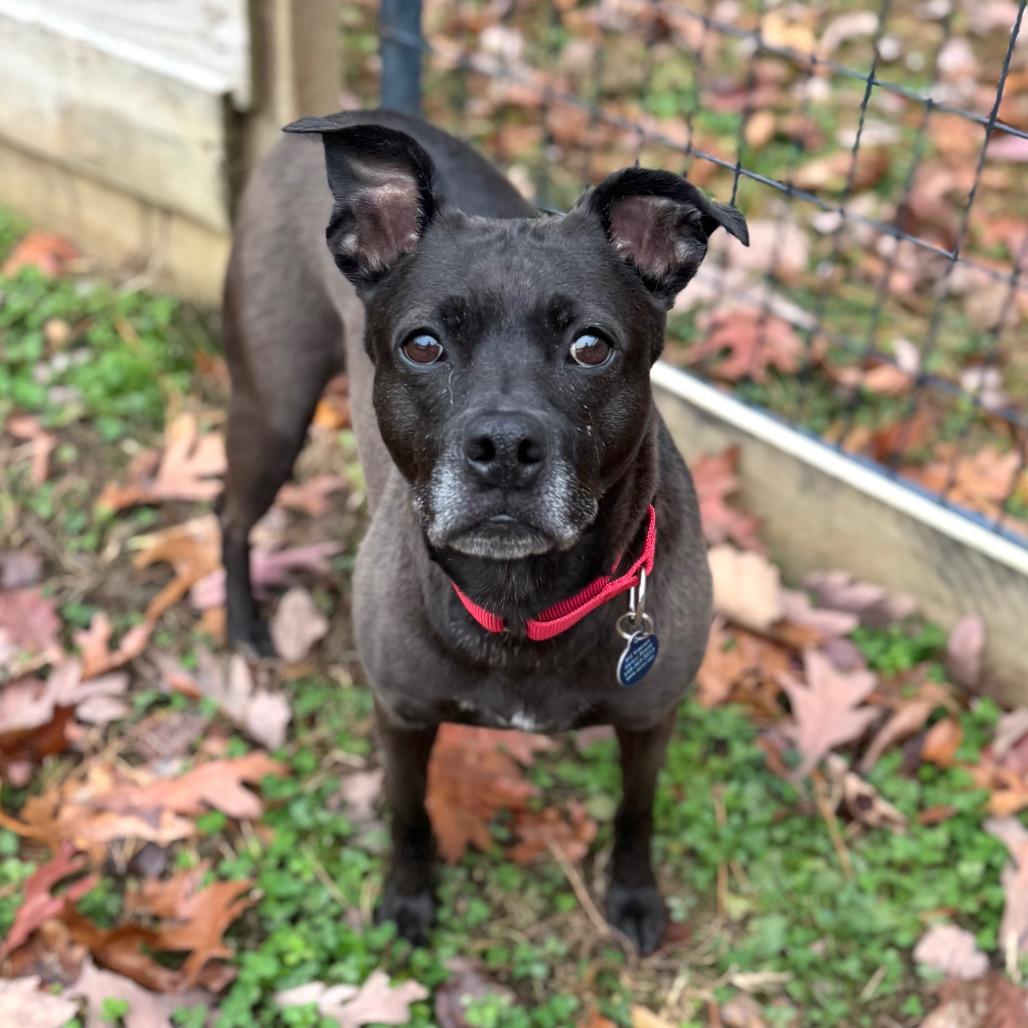 Sonya Blade, a Adoptable Mixed Breed in Fredericksburg, VA image 1/6
