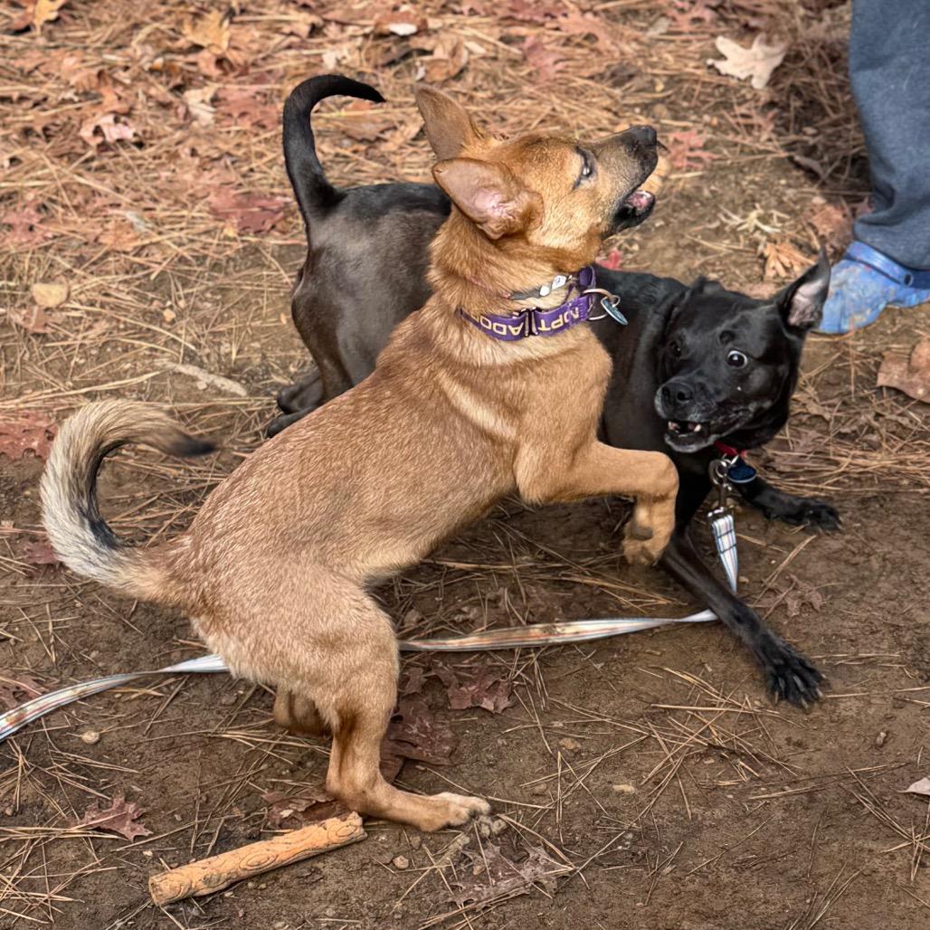 Sonya Blade, a Adoptable Mixed Breed in Fredericksburg, VA image 2/6