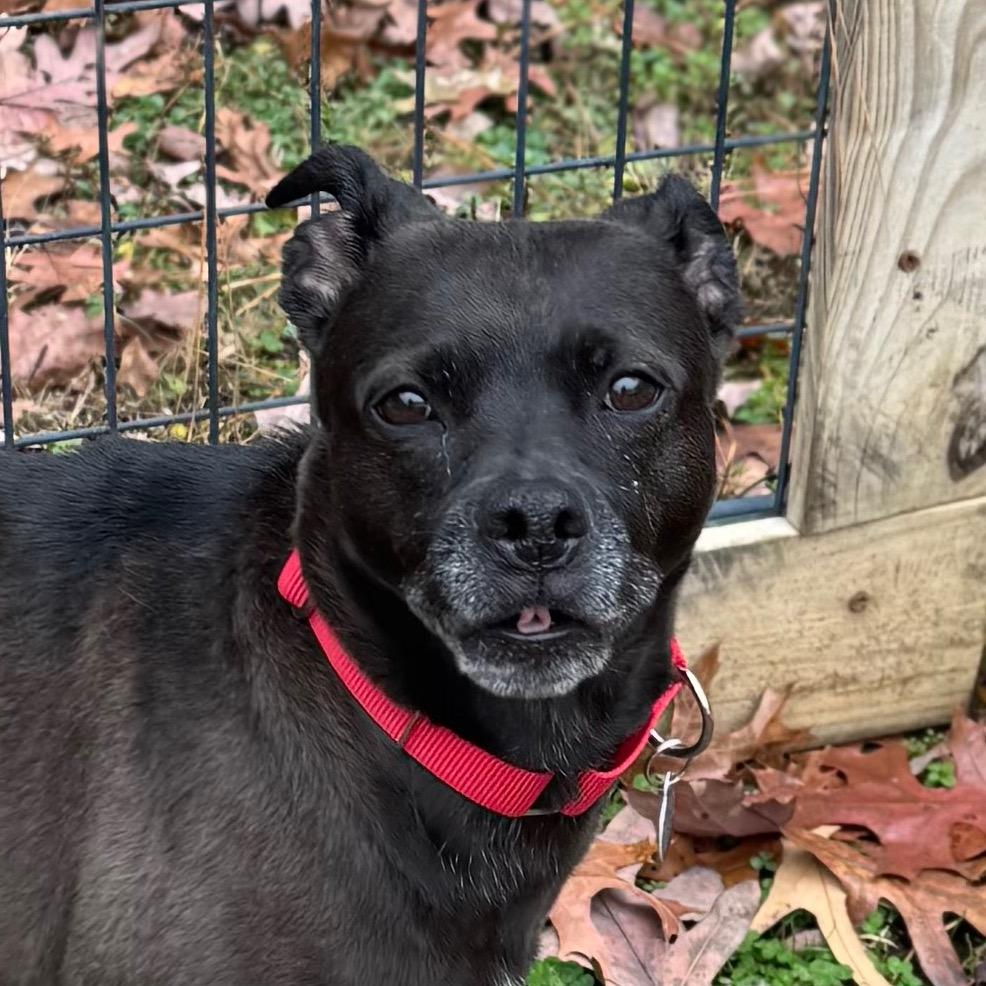 Sonya Blade, a Adoptable Mixed Breed in Fredericksburg, VA image 3/6