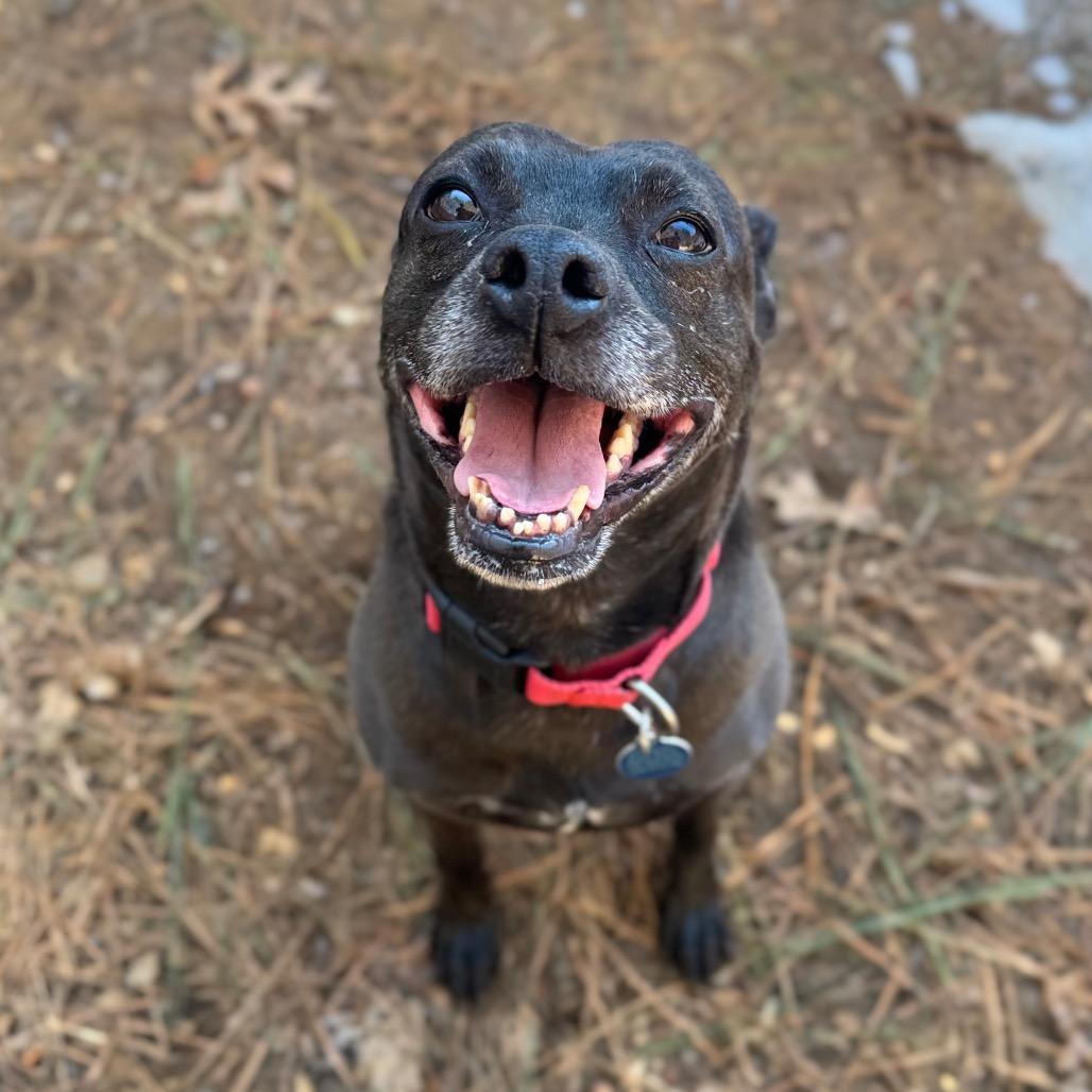 Enlarge Sonya Blade, a Adoptable Mixed Breed in Fredericksburg, VA image 3/6