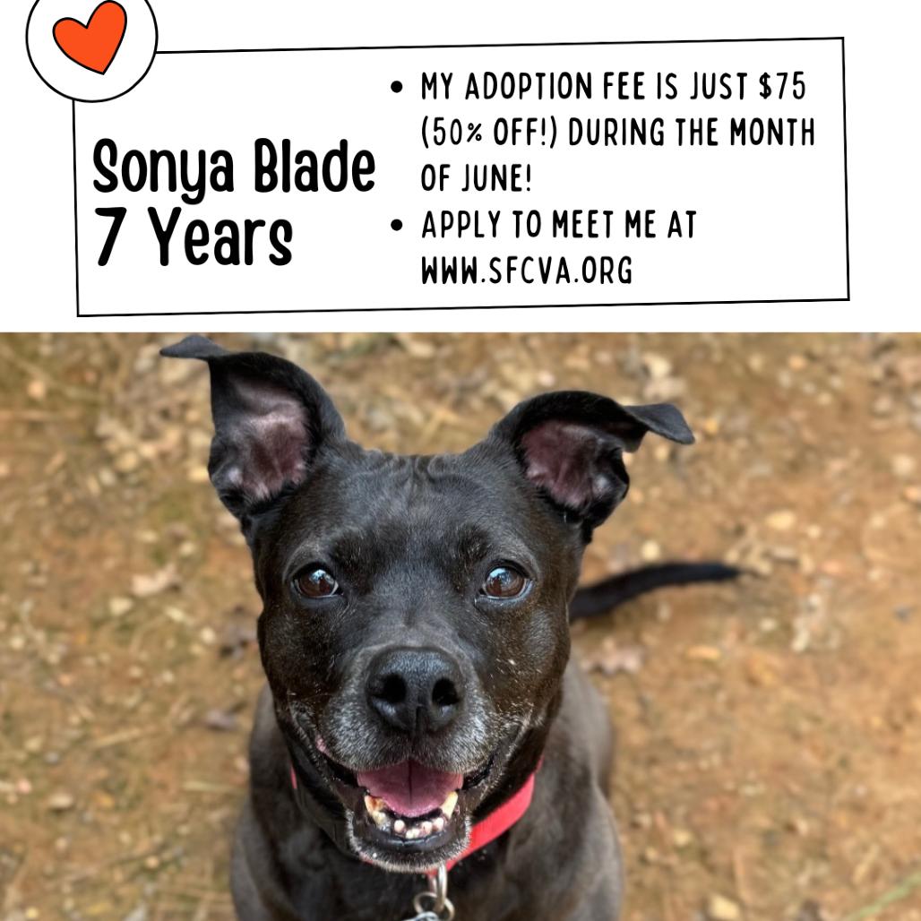 Sonya Blade, a Adoptable Mixed Breed in Fredericksburg, VA image 3/6