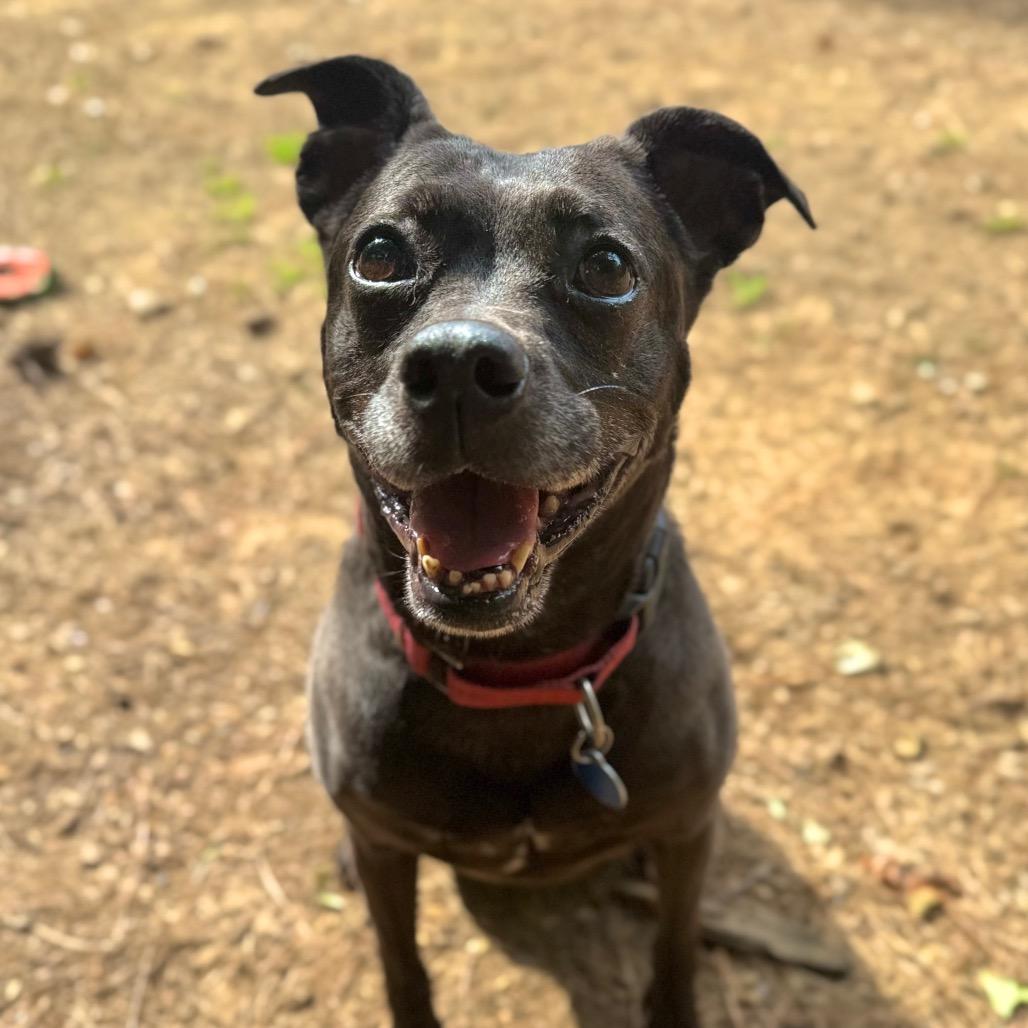 Enlarge Sonya Blade, a Adoptable Mixed Breed in Fredericksburg, VA image 3/6