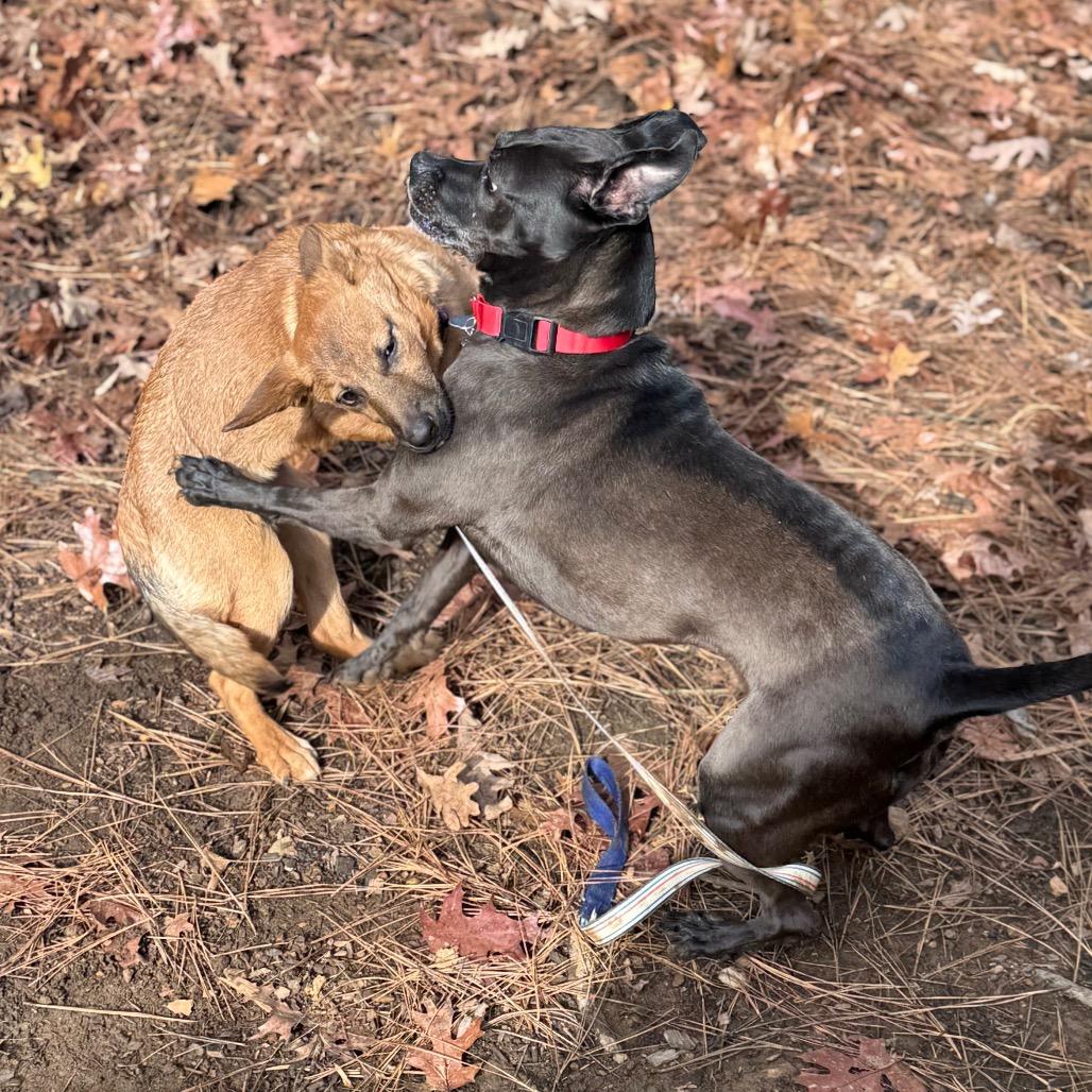 Sonya Blade, a Adoptable Mixed Breed in Fredericksburg, VA image 4/6