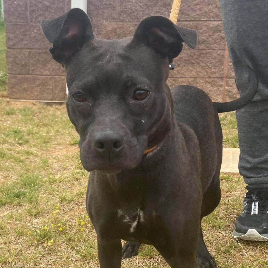 Sonya Blade, a Adoptable Mixed Breed in Fredericksburg, VA image 5/6