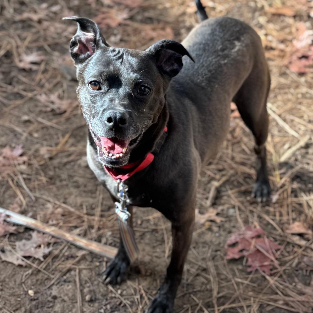 Sonya Blade, a Adoptable Mixed Breed in Fredericksburg, VA image 6/6
