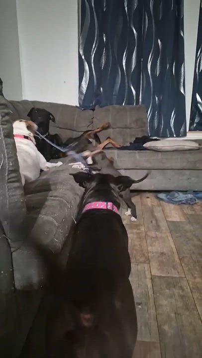 Enlarge Ella, a Adoptable mixed breed in Harrisburg, PA video 5/6