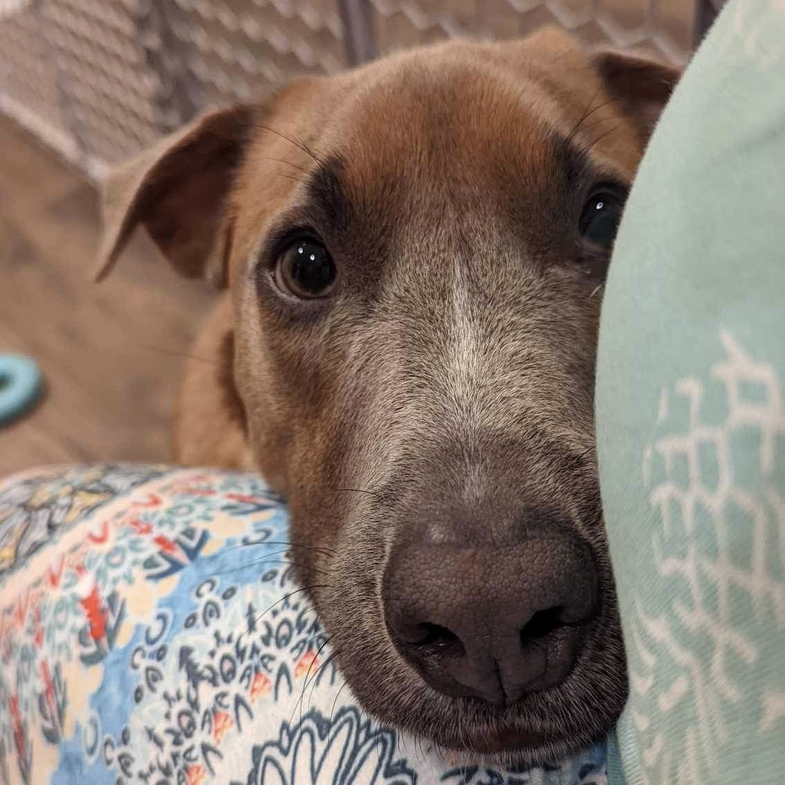 Pablo, an adoptable mixed breed in Pittstown, NJ image 3/6