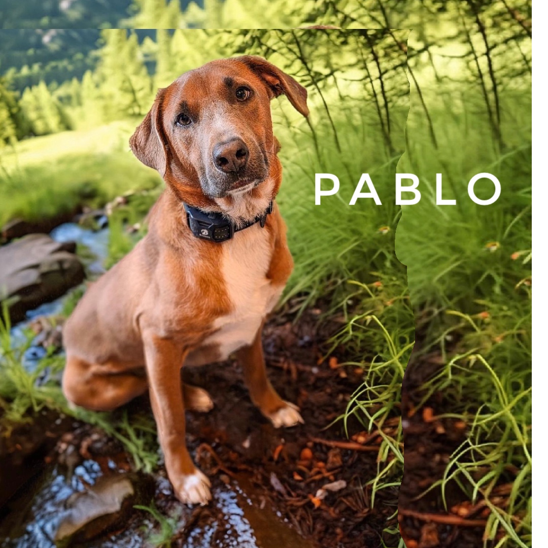 Pablo, an adoptable mixed breed in Pittstown, NJ image 1/6