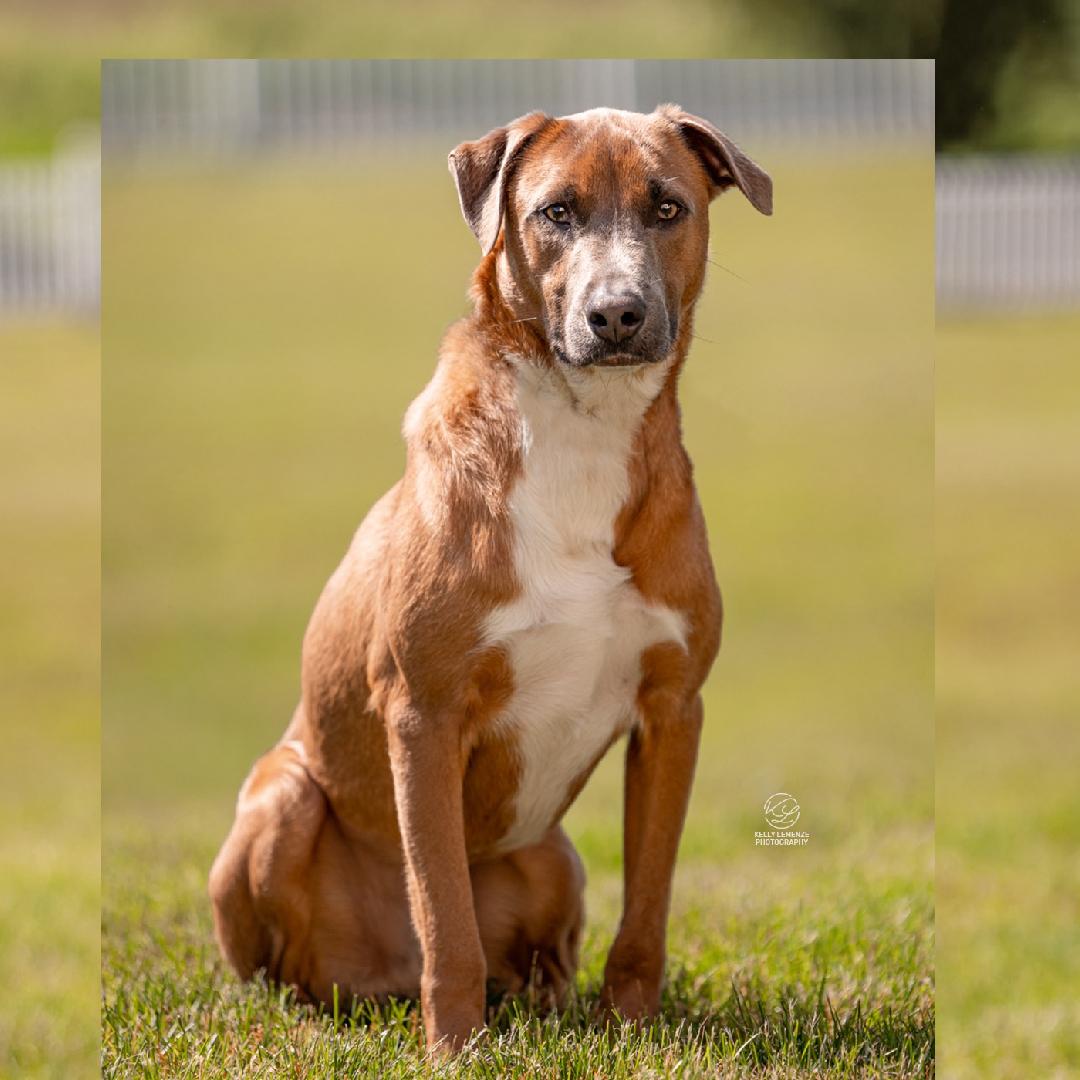 Pablo, an adoptable mixed breed in Pittstown, NJ image 4/6