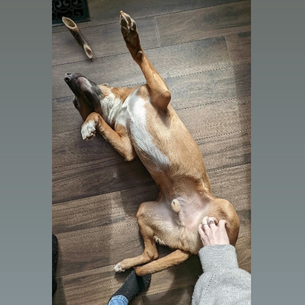 Pablo, an adoptable mixed breed in Pittstown, NJ image 5/6