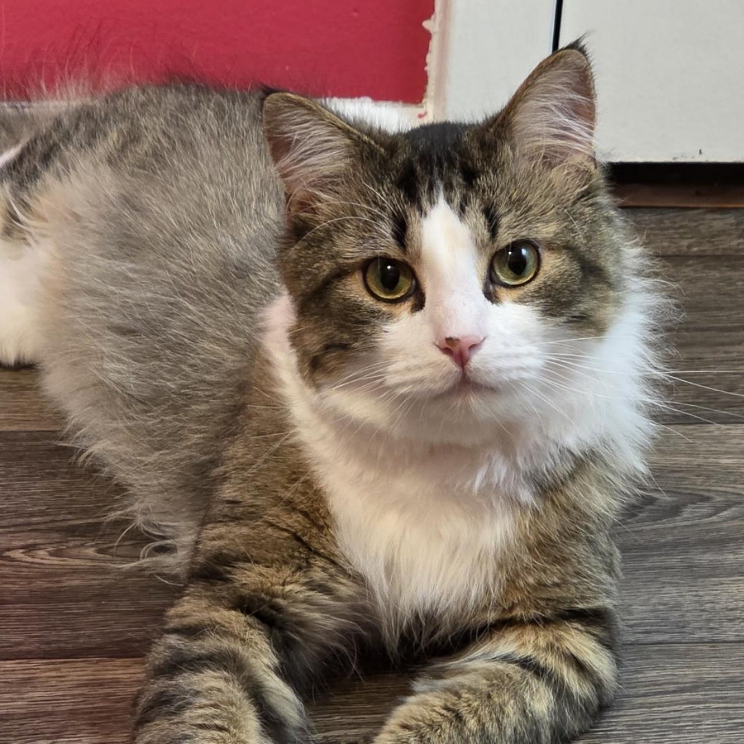 Nacho, Adult Male Domestic Long Hair