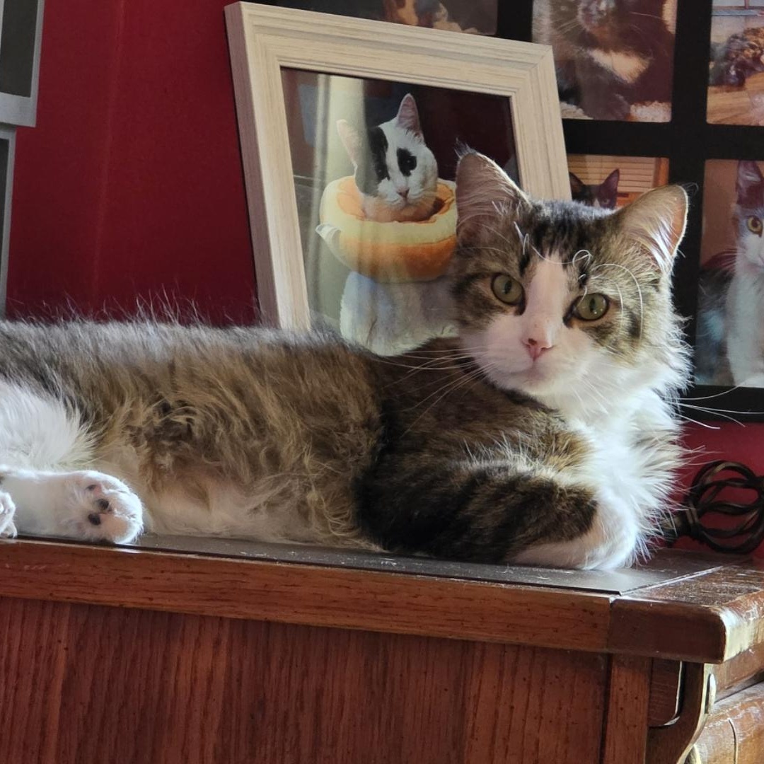 Nacho