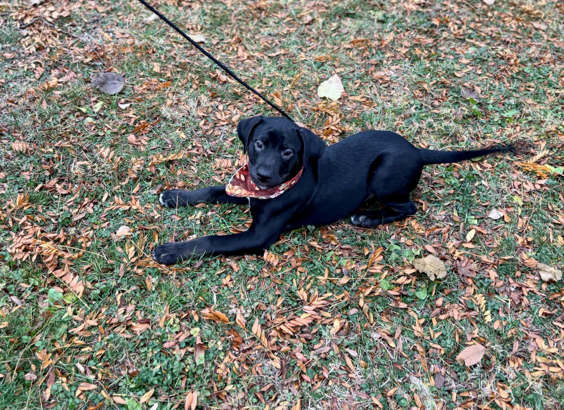 Enlarge Jackson, an adopted mixed breed in Upper Sandusky, OH image 1/3