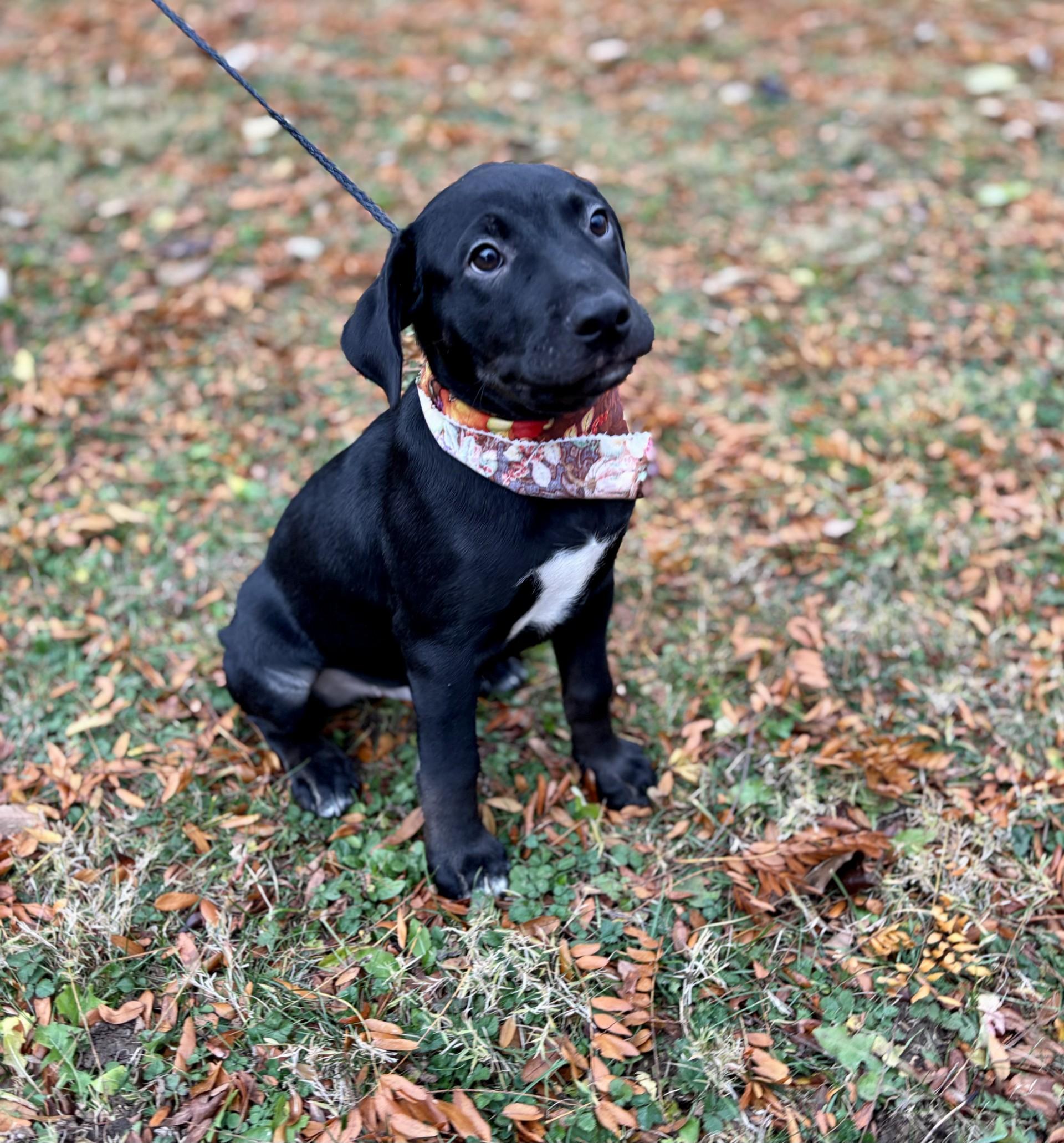 Enlarge Jackson, an adopted mixed breed in Upper Sandusky, OH image 2/3