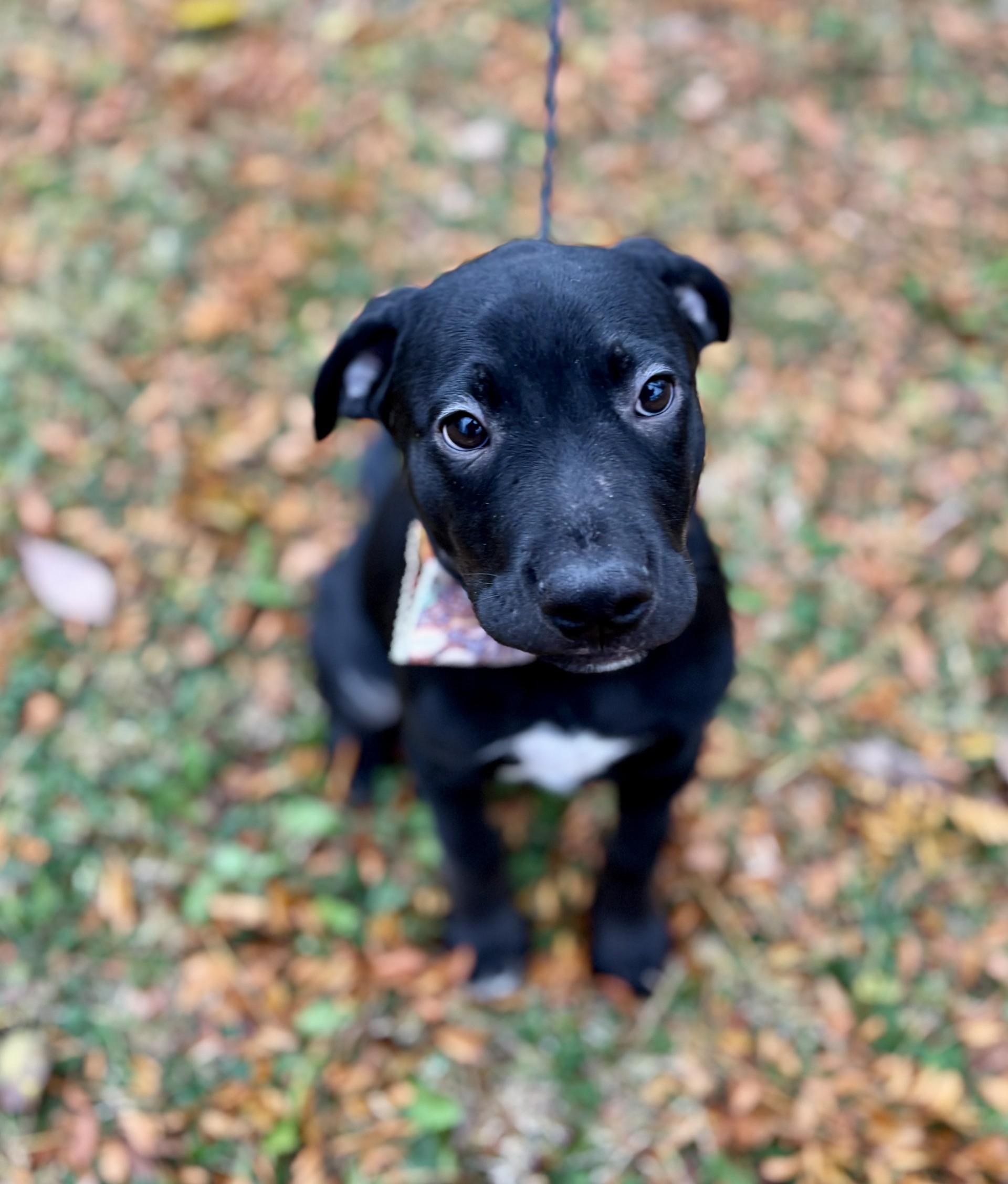 Enlarge Jackson, an adopted mixed breed in Upper Sandusky, OH image 3/3