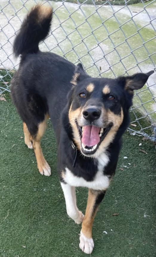 AVERY, a Adoptable mixed breed in Texas City, TX image 1/2