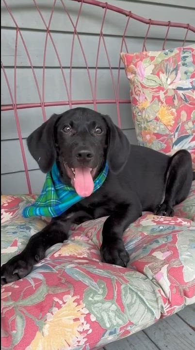 Enlarge Nurgle, a Adopted mixed breed in Brattleboro, VT video 6/6