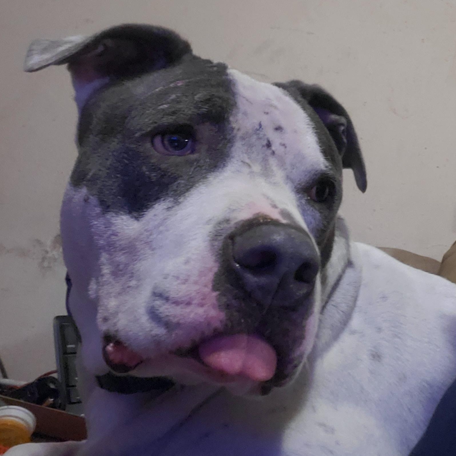 Creed, a Adoptable Pit Bull Terrier in White Settlement, TX image 2/6