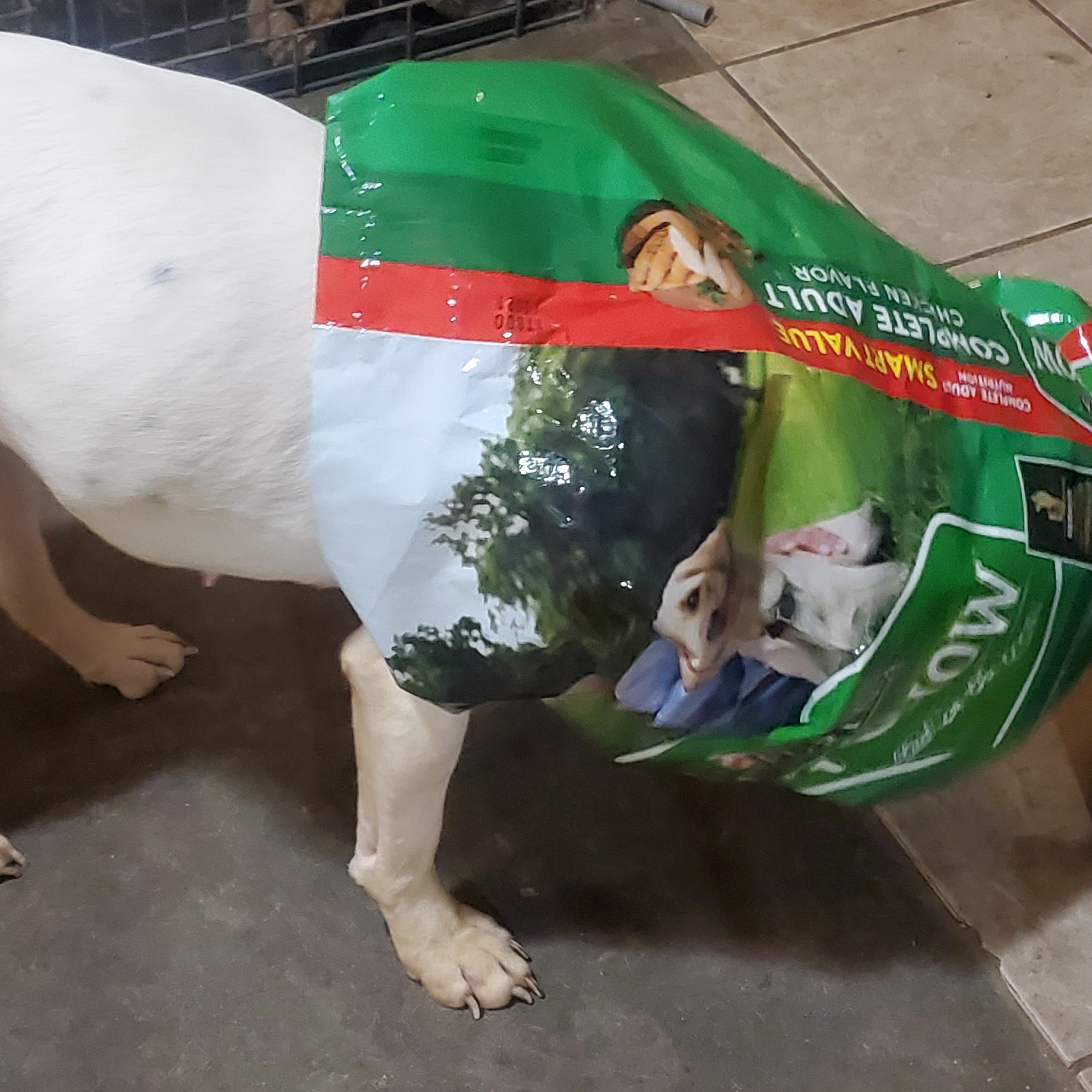 Creed, a Adoptable Pit Bull Terrier in White Settlement, TX image 5/6