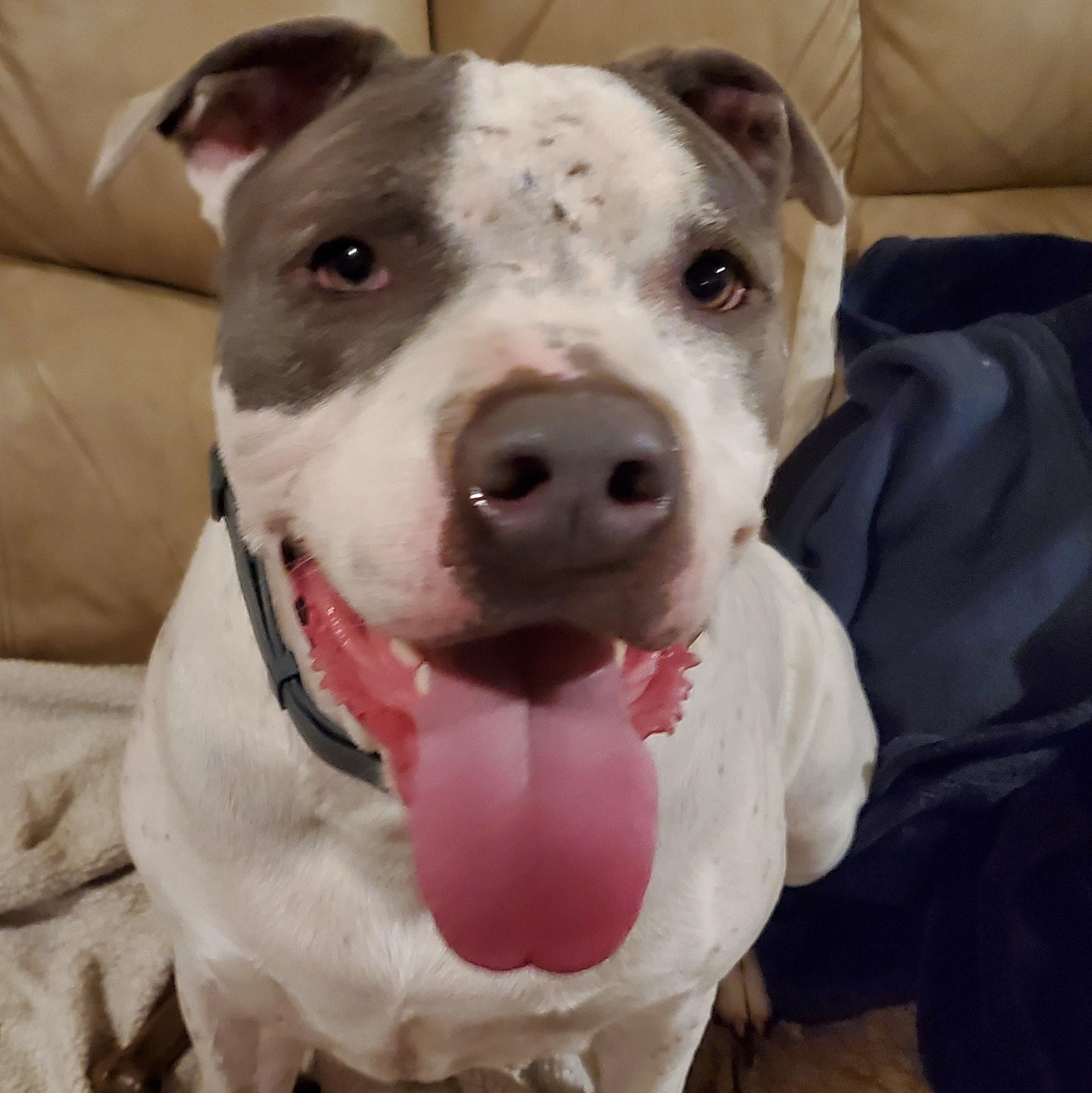 Creed, Adoptable, Adult Male Pit Bull Terrier.