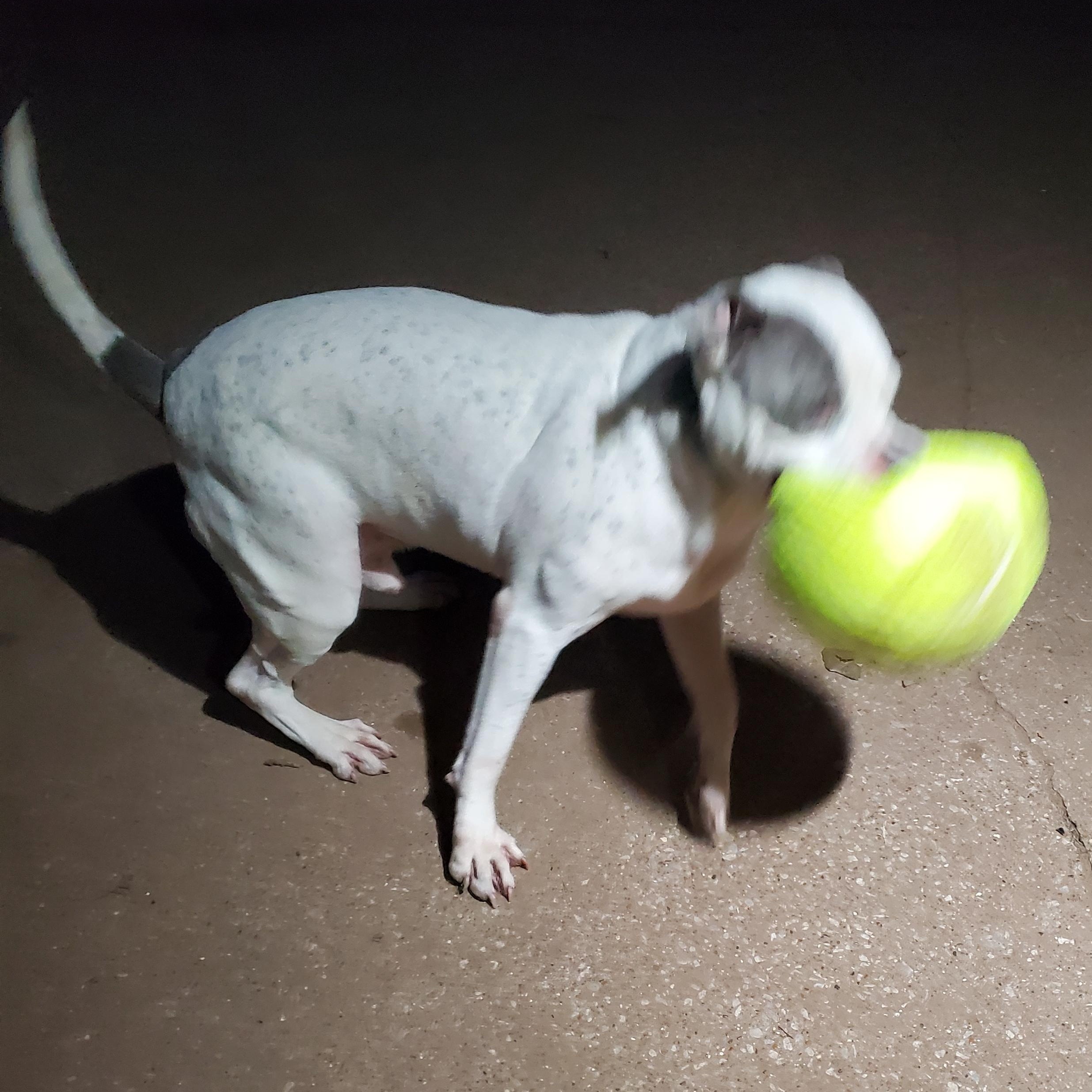 Creed, a Adoptable Pit Bull Terrier in White Settlement, TX image 4/6