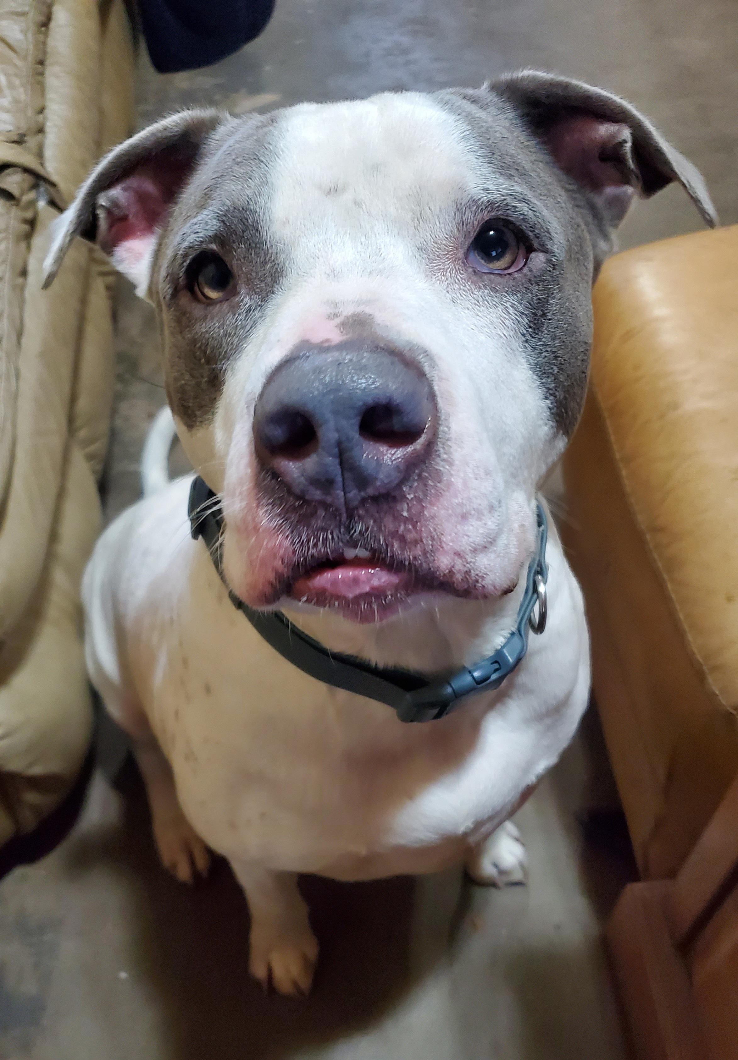 Creed, a Adoptable Pit Bull Terrier in White Settlement, TX image 3/6