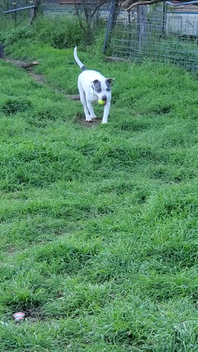 Enlarge Creed, a Adoptable Pit Bull Terrier in White Settlement, TX video 6/6