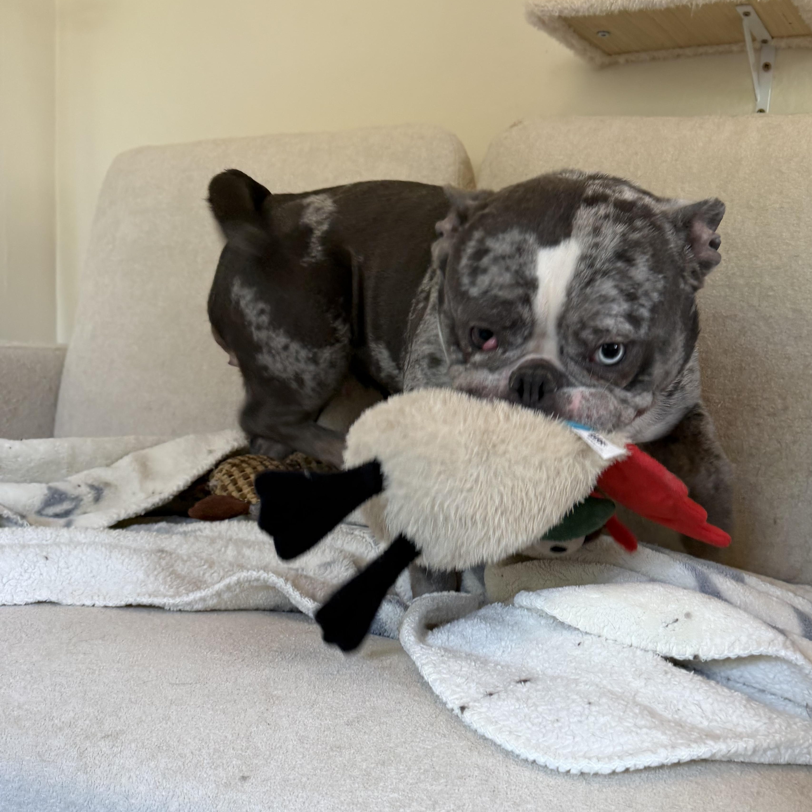 Enlarge Tokyo- a courtesy listing, not available from NWAC, a ADOPTABLE mixed breed in Portland, OR image 3/5