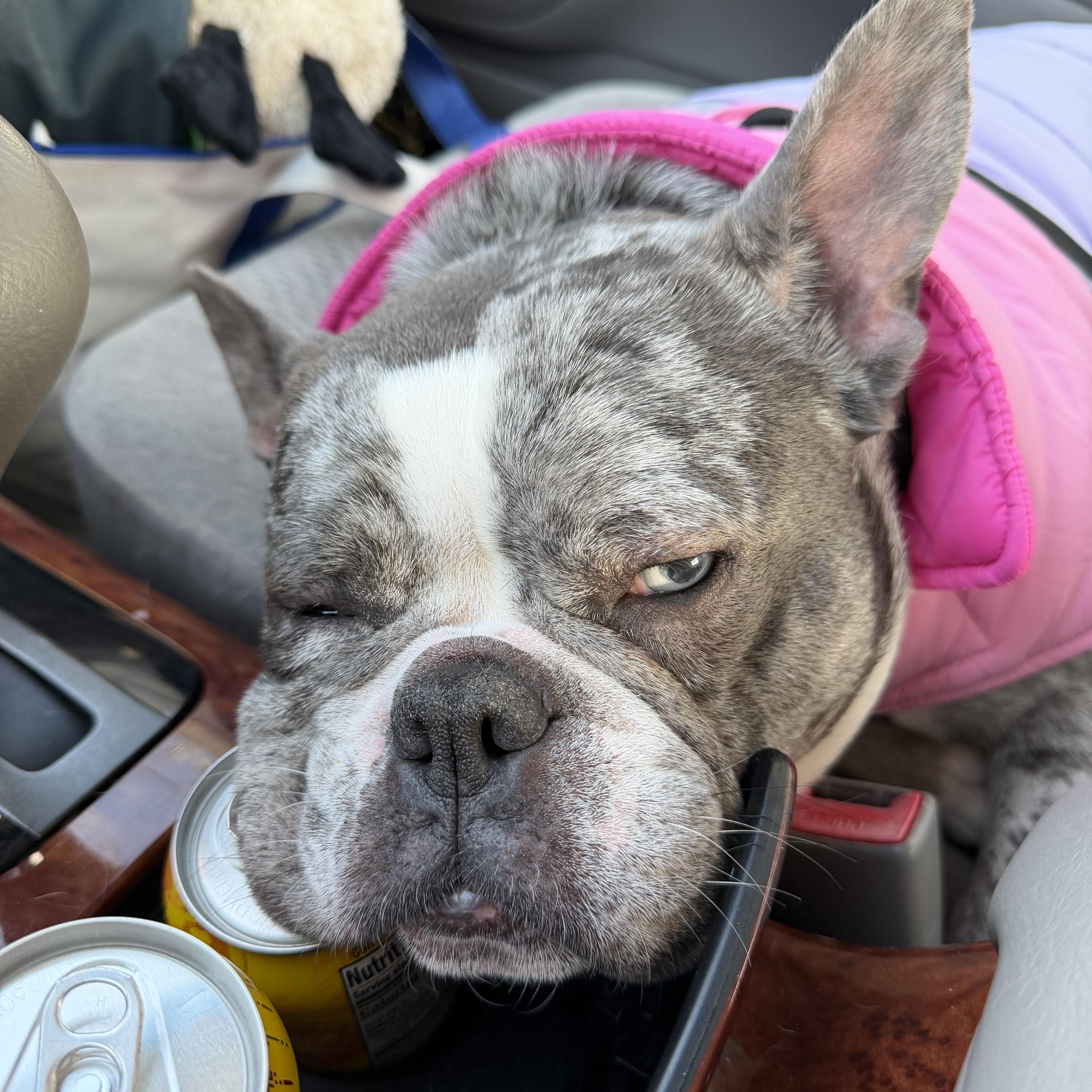 Enlarge Tokyo- a courtesy listing, not available from NWAC, a ADOPTABLE mixed breed in Portland, OR image 2/5