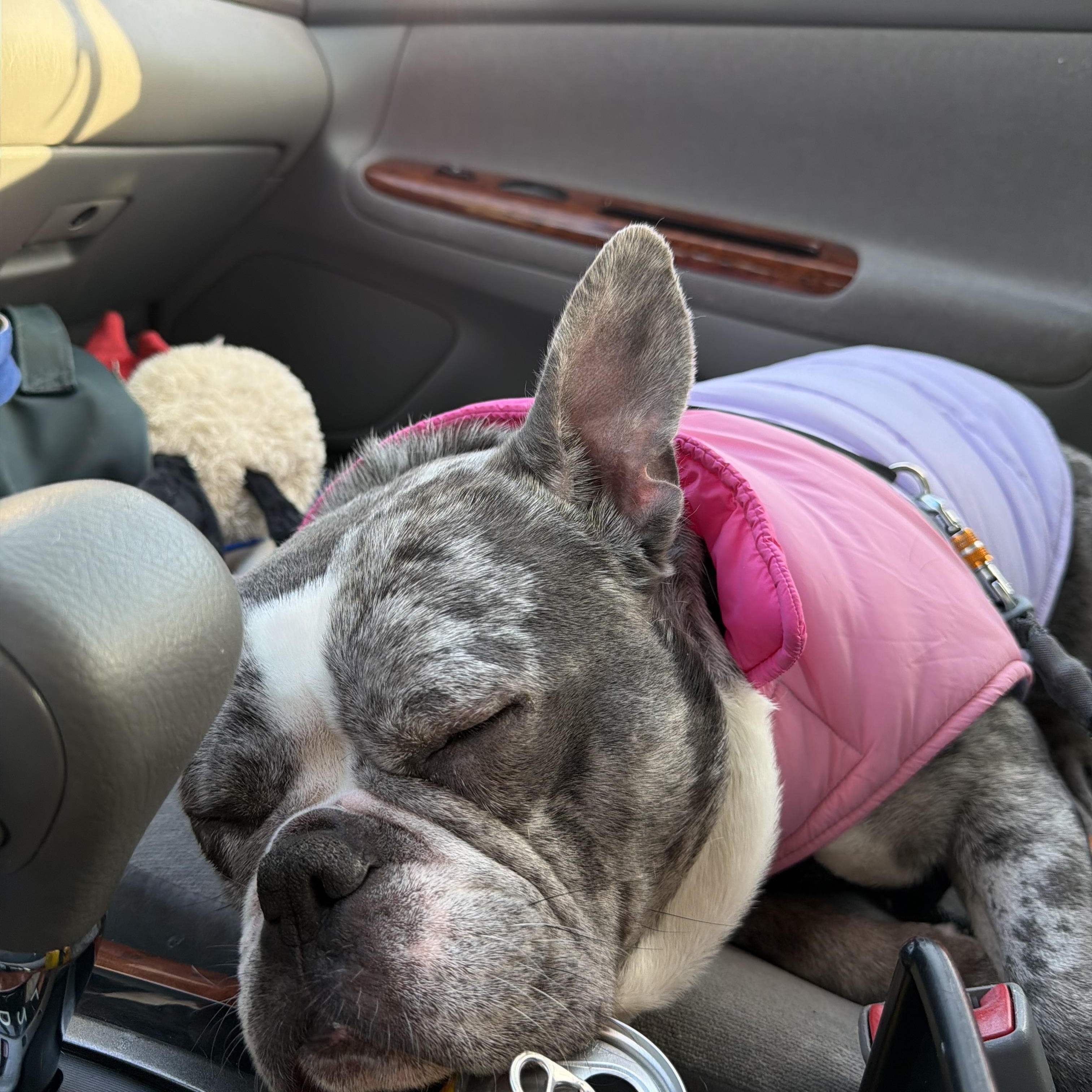 Enlarge Tokyo- a courtesy listing, not available from NWAC, a ADOPTABLE mixed breed in Portland, OR image 5/5