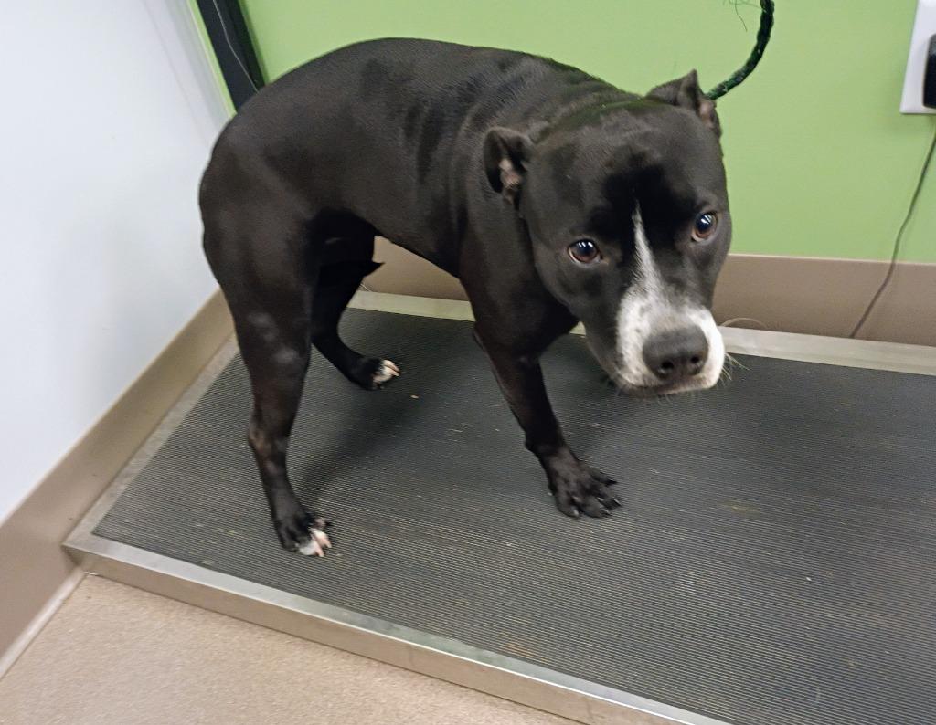 Enlarge Petal, a Adoptable mixed breed in La Porte, IN image 1/2