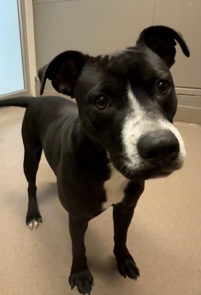 Enlarge Petal, a Adoptable mixed breed in La Porte, IN image 2/2