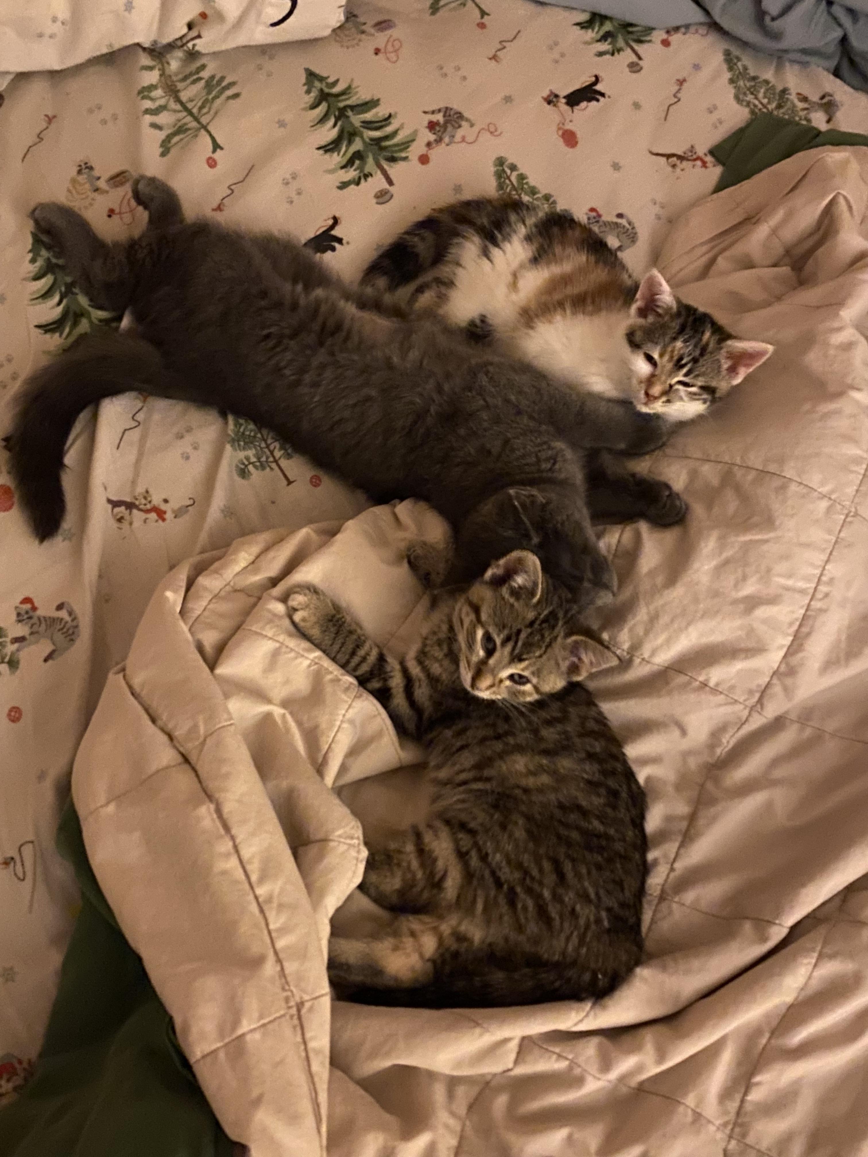 Zara, ADOPTABLE, Kitten Female Tabby.