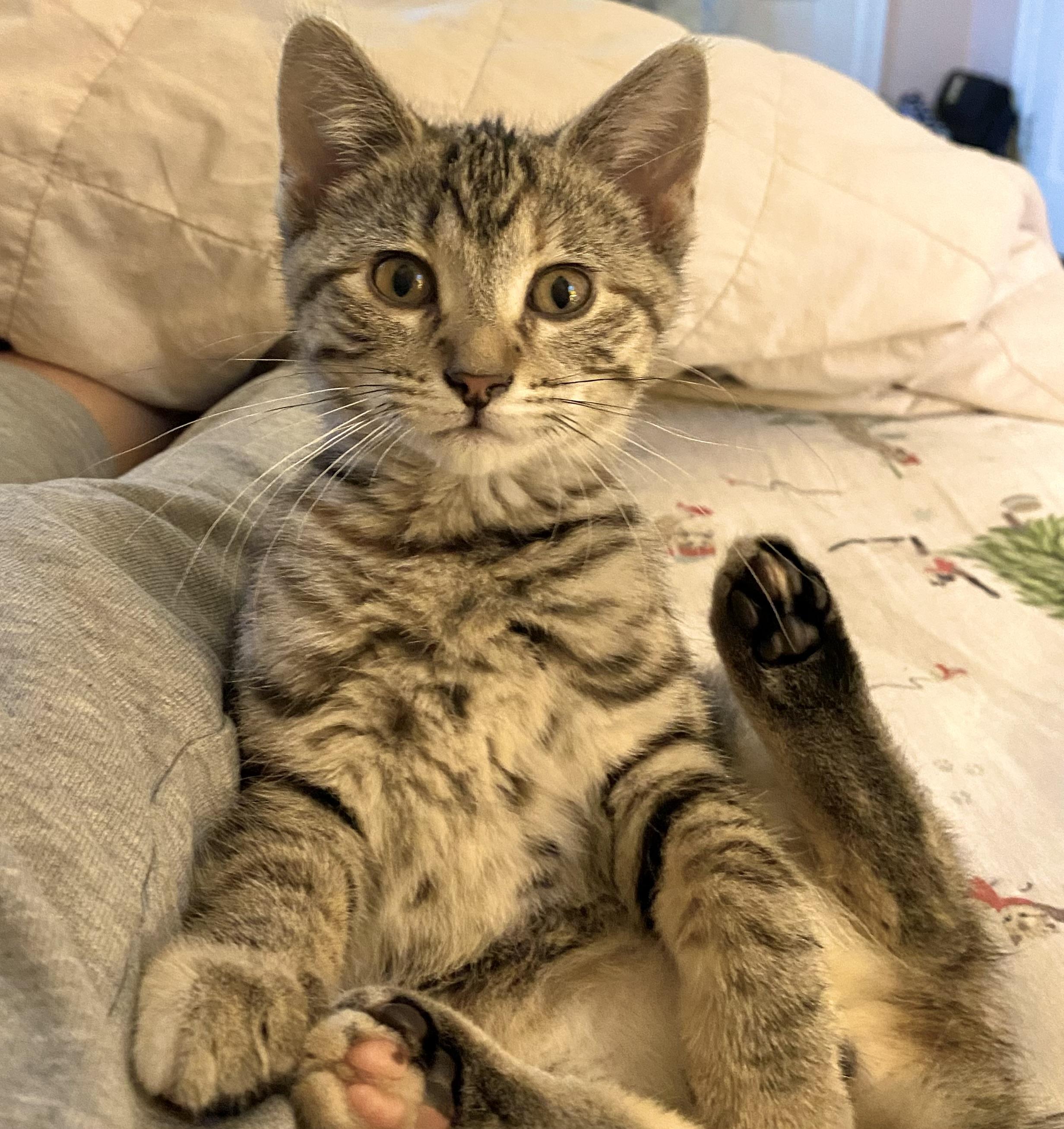 Zara, a ADOPTABLE mixed breed in West Milwaukee, WI image 2/2