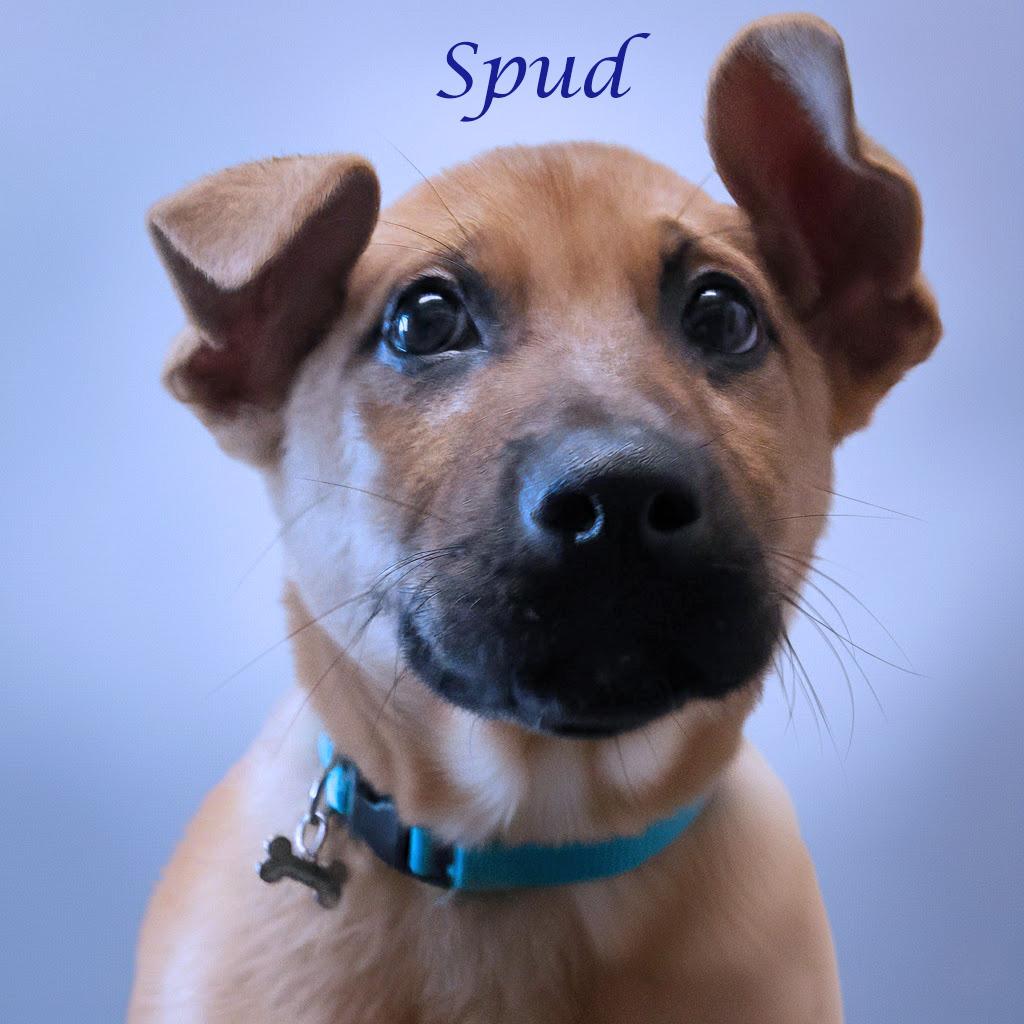 Spud D25-207, Adoptable, Puppy Male Mixed Breed.