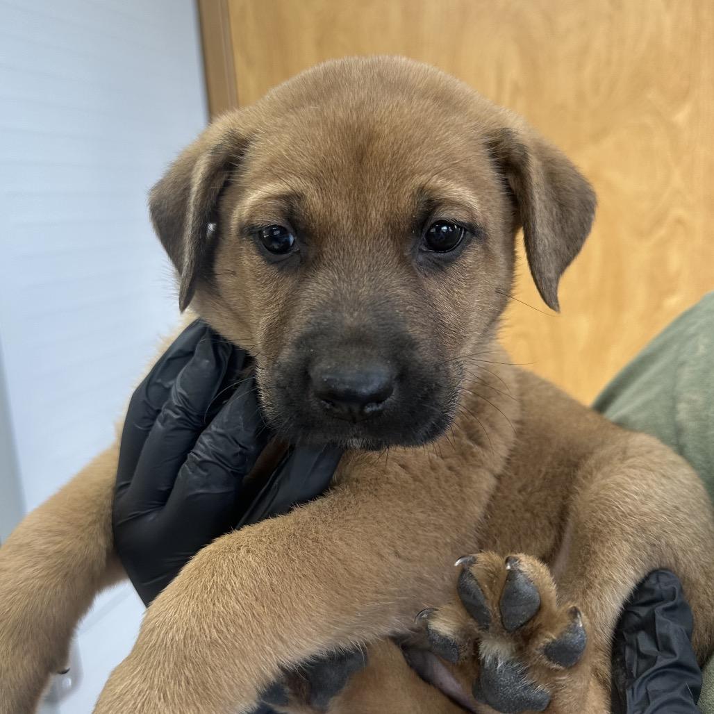 Spud D25-207, Adoptable, Puppy Male Mixed Breed.
