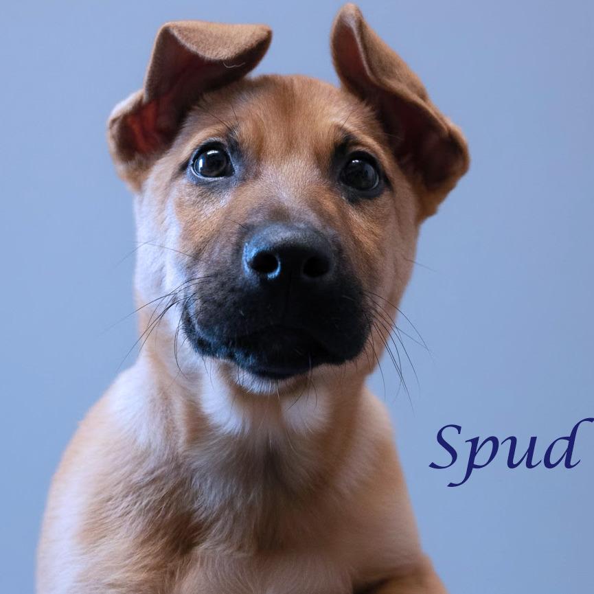 Enlarge Spud D25-207, a Adoptable Mixed Breed in Lebanon, TN image 3/3