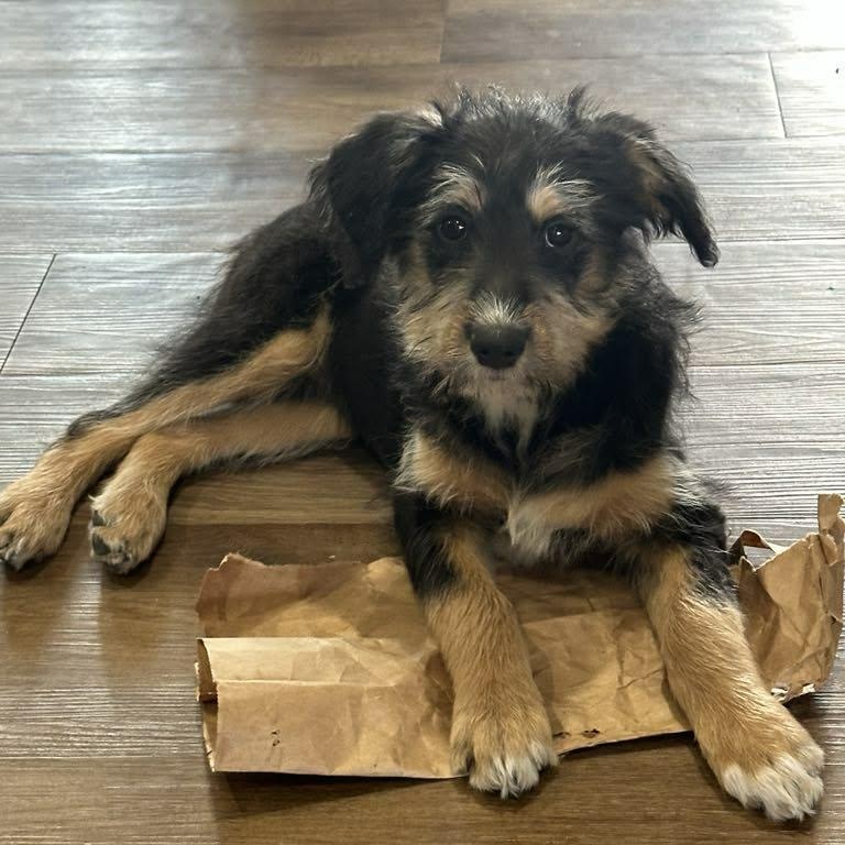 Shelby*, Adoptable, Puppy Female Aussiedoodle.