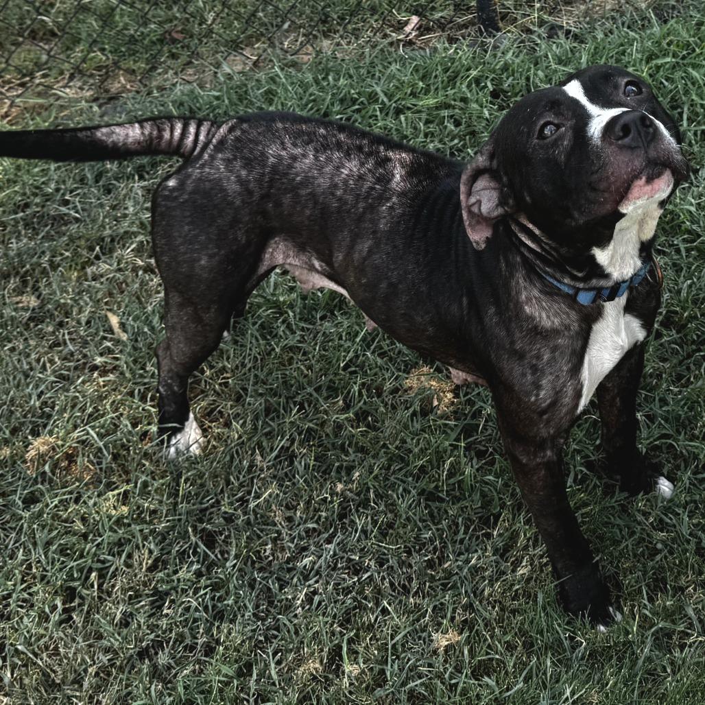 Meadowlark, Adoptable, Adult Female Pit Bull Terrier & Mixed Breed.