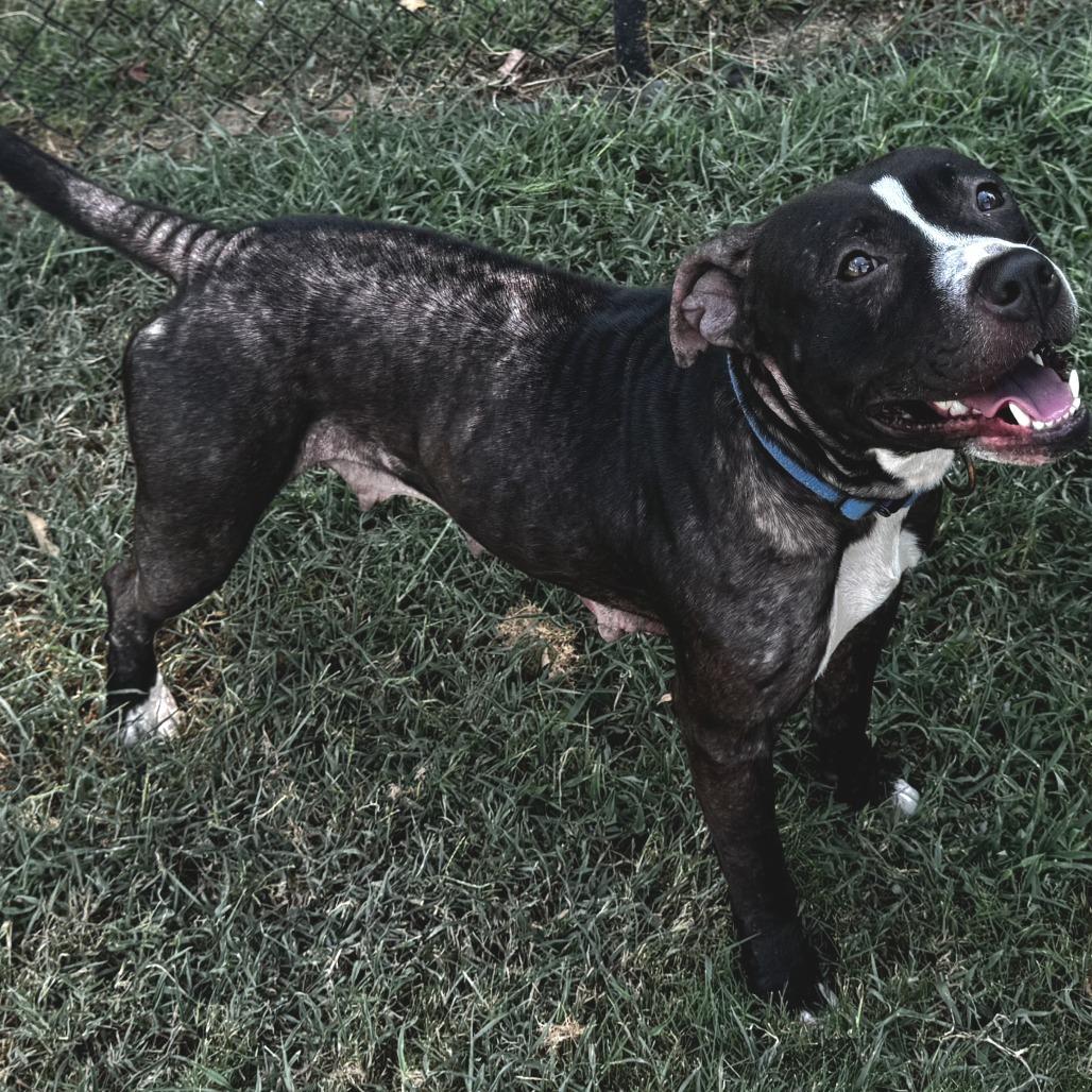 Meadowlark, a Adoptable mixed breed in Cabot, AR image 2/6