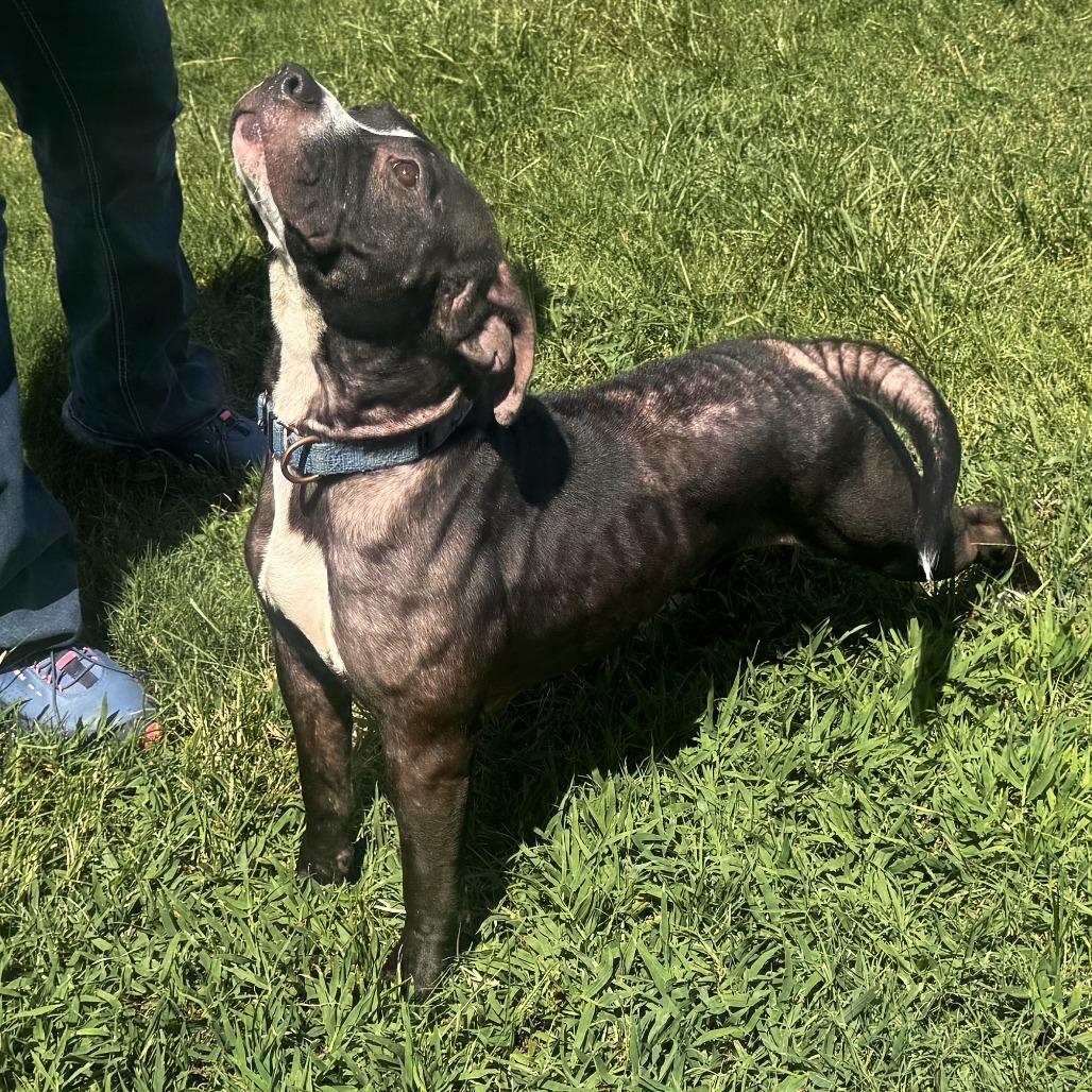 Meadowlark, a Adoptable mixed breed in Cabot, AR image 3/6