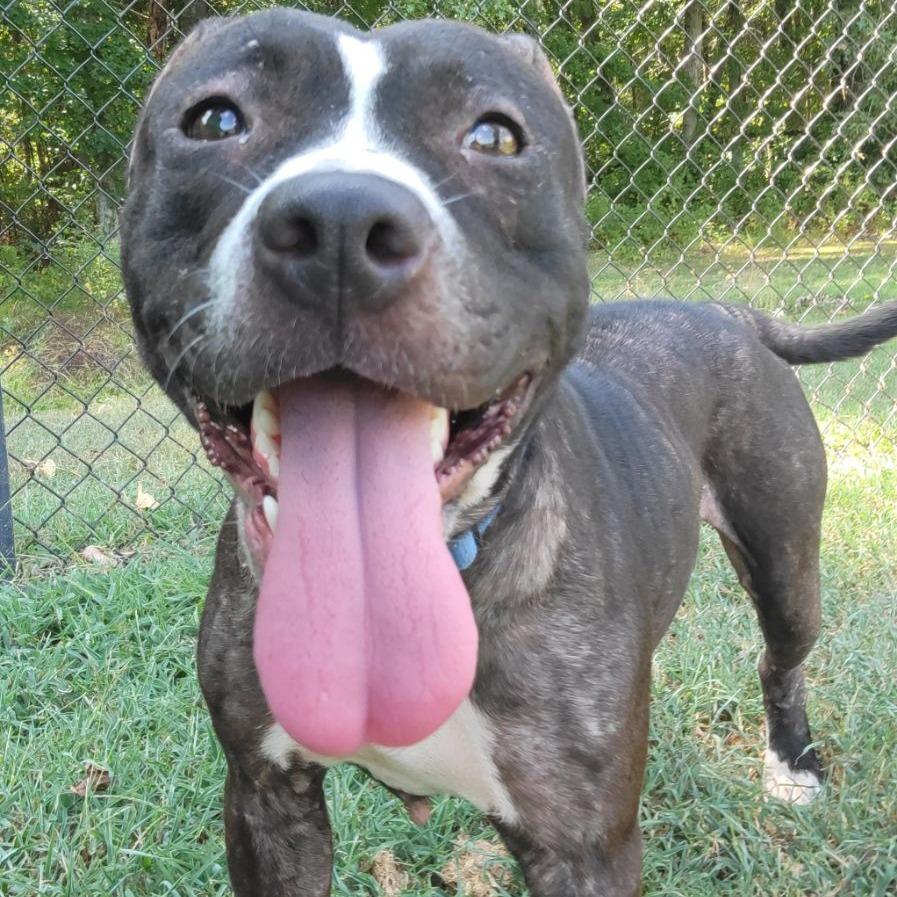 Meadowlark, a Adoptable mixed breed in Cabot, AR image 4/6