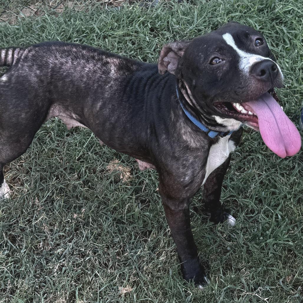 Meadowlark, a Adoptable mixed breed in Cabot, AR image 5/6