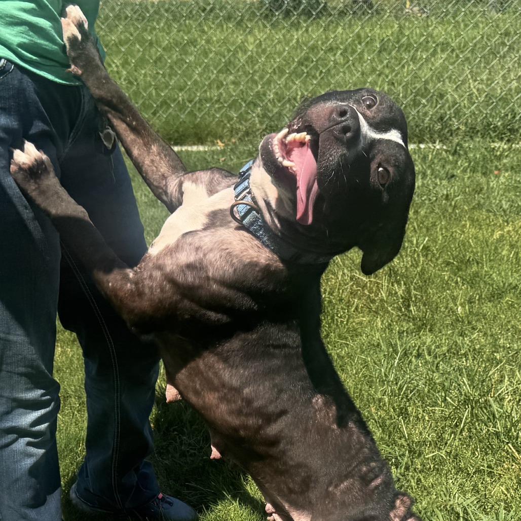 Meadowlark, a Adoptable mixed breed in Cabot, AR image 6/6