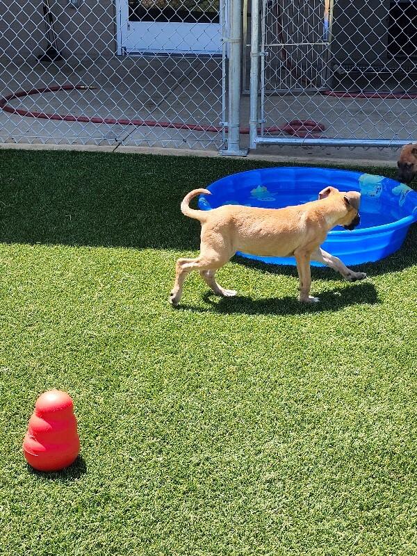 Rhianna, Adoptable, Young Female Boxer & Mixed Breed.