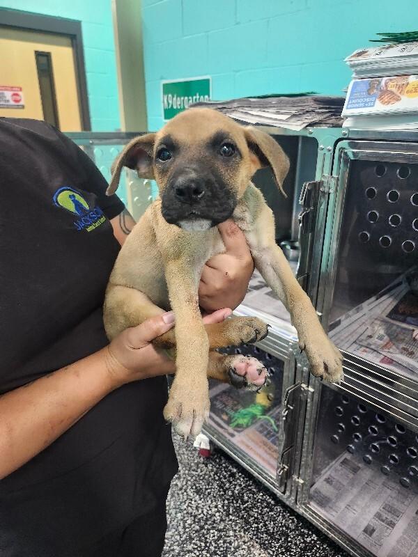 Enlarge Rhianna, a Adoptable mixed breed in Jackson, TN image 2/5