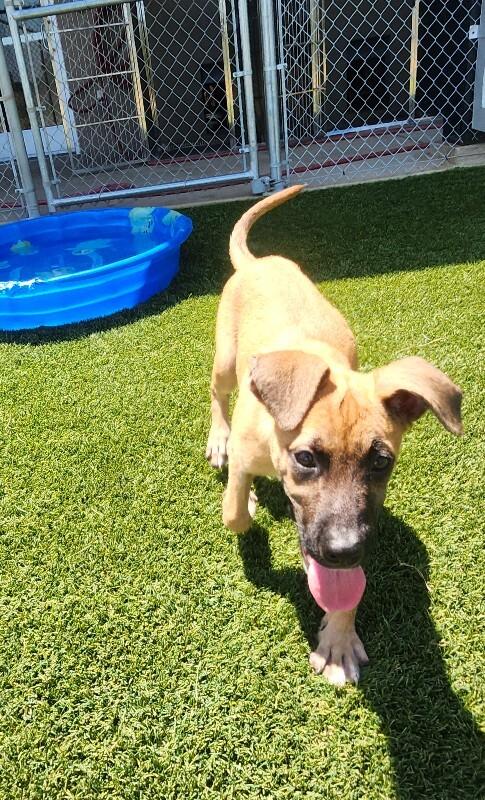 Enlarge Rhianna, a Adoptable mixed breed in Jackson, TN image 3/5