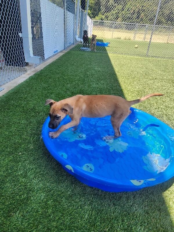Enlarge Rhianna, a Adoptable mixed breed in Jackson, TN image 4/5