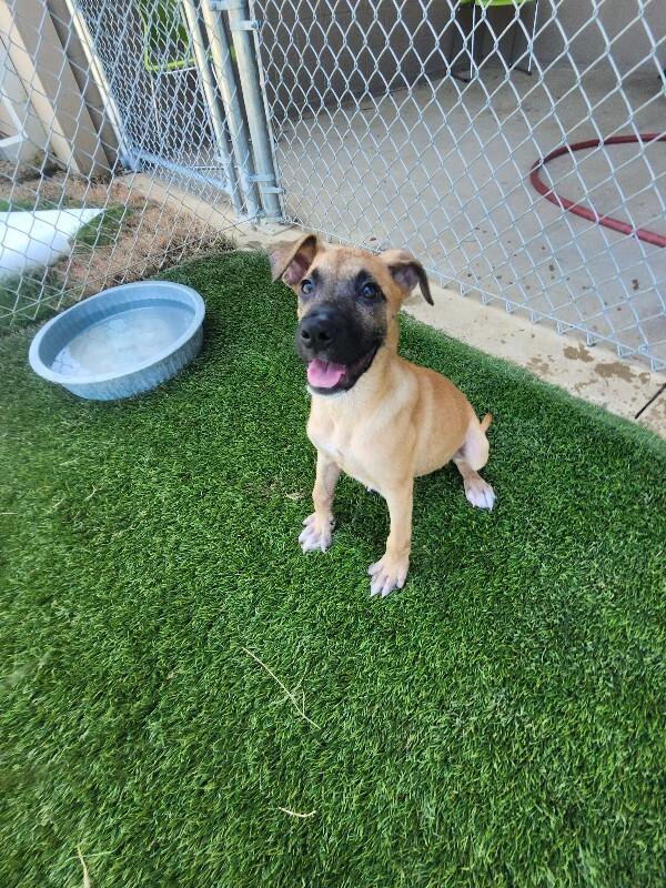 Enlarge Rhianna, a Adoptable mixed breed in Jackson, TN image 5/5